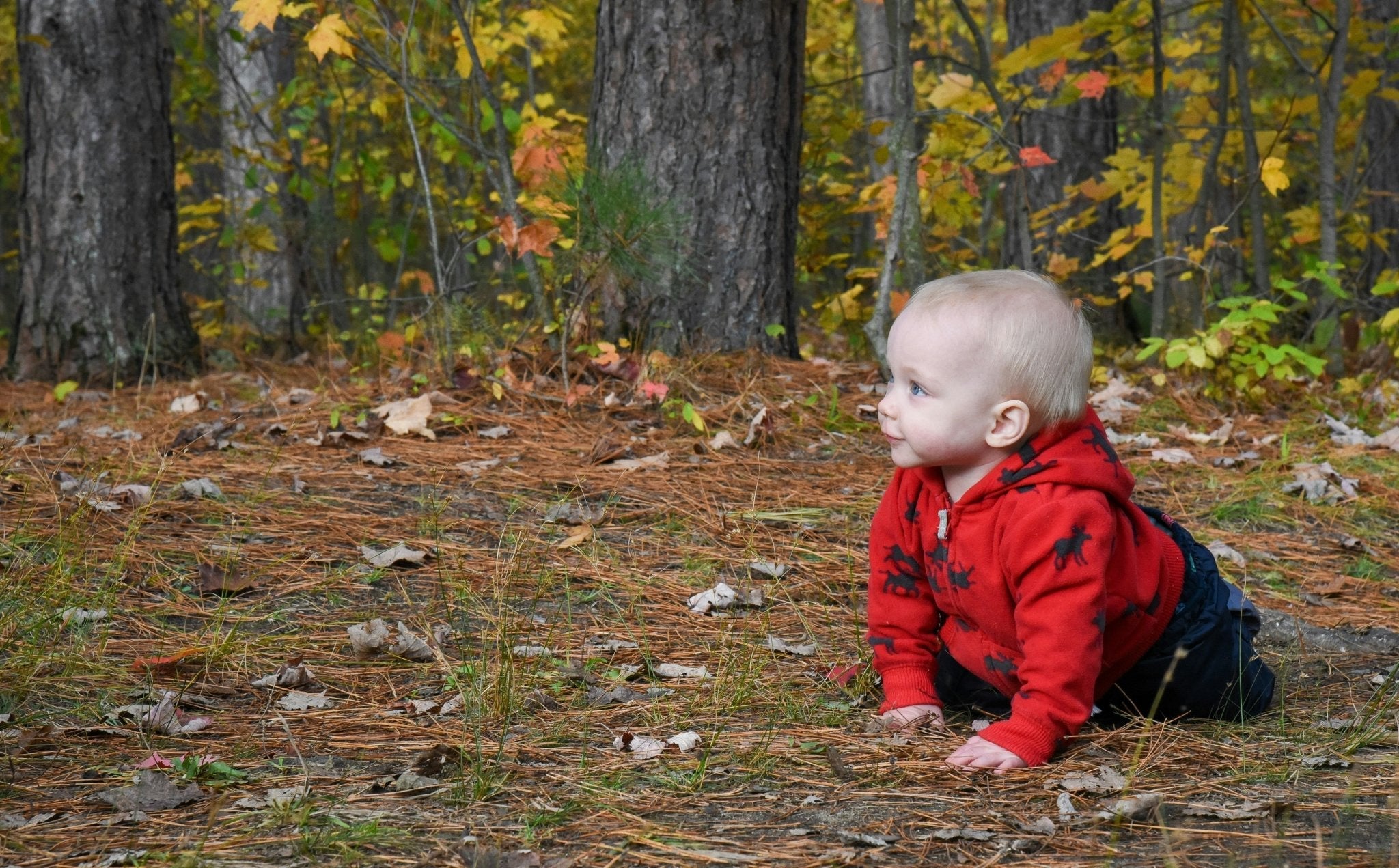 Unearthing Curiosity: Why Fungi Books are Essential for Your Child's Early Learning
